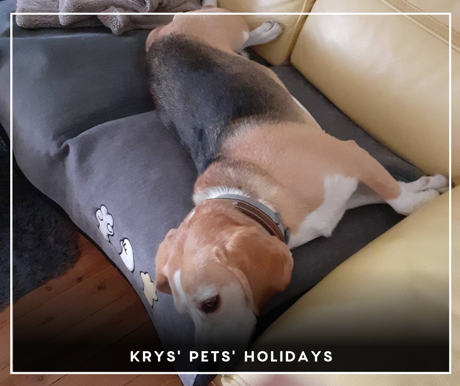 Krys'Pets Krys'Pets